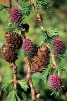 Larix decidua showing flowers and cones