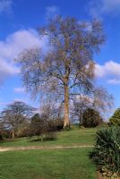 Platnus x. Hispanica -  bare branches against blue skies