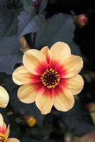 Dahlia 'Moonfire'