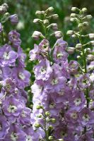 Delphinium 'Magic Fountains Cherry Blossom'