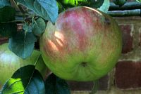 Apple 'Howgate Wonder'. Malus domestica