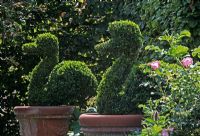 Box topiary swans in terracotta pots