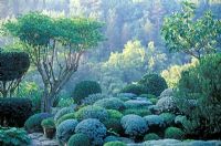 Topiary at 'La Louve', Bonnieux, Provence in France. Spheres of clipped Buxus - Box, Lavandula - Lavender and Ilex - Holly 