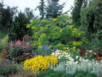 Gleditsia triacanthos 'Sunburst' in border with Buddleja davidii Pink Delight, Coreopsis, Delphinium, Leucanthemum and Artemesia