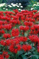 Monarda didyma 'Gardenview Scarlet' - Bee balm