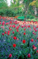 Spring Tulipa - Tulips with Myosotis at Monet's Garden, Giverney, France