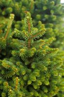 Picea abies 'Wills Zwerg' -  Spruce