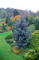 Picea pungens Thomsen with spruce with blue foliage in border