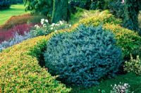 Picea sitchensis Papoose in border surrounded by Spiraea japonica Golden Carpet