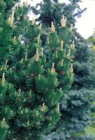 Pinus mugo Gnom - Dwarf mountain pine with blue green foliage and old cones
