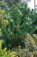 Pinus thunbergii Sayonara - Japanese black pine in border