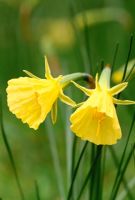 Narcissus bulbocodium var citrinus - Hoop-petticoat daffodil 