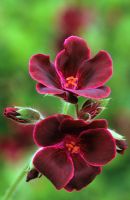 Pelargonium 'Lord Bute'