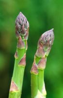 Asparagus 'Franklim' spears