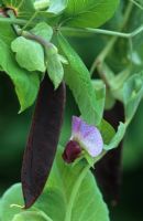 Pisum stivum - Purple podded pea with flower and pod