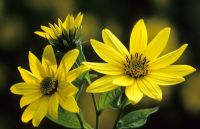 Helianthus 'Lemon Queen'