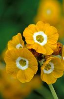 Primula auricula 'Old Mustard'