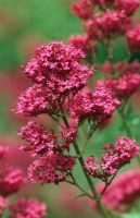 Centranthus ruber - Red valerian