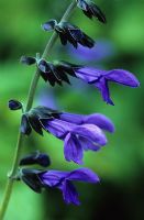 Salvia guaranitica 'Black and Blue' syn caerulea 