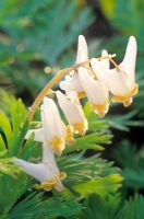 Dicentra Cucullaria

