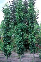 Gingko biloba 'Tremonia'  - Maidenhair trees