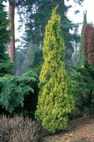Juniperus chinensis 'Aurea'

 