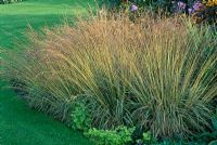 Molinia caerulea subsp. arundinacea 'Variegata' in border