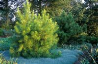 Pinus pinasta