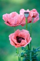 Papaver orientale 'Fiesta' - Oriental poppy