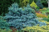 Picea pungens 'Glauca Prostrata' and Juniperus squamata 'Holger' in border