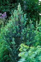 Picea pungens 'Iseli Fastigiate' - Colorada spruce with new foliage in border