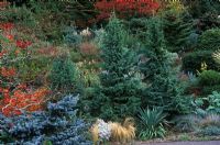 Tsuga mertensiana, Picea pungens 'Procumbens', Acer, Fothergilla, Astelia, Miscanthus, Stipa, Cortaderia, Melianthus in autumn border 