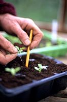 Planting out seedlings 