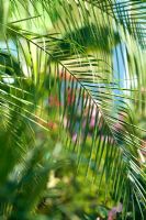 Phoenix canariensis - Dwarf Date Palm 
