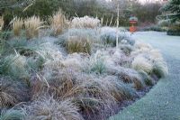 The grasses bed in frost. Grasses include Stipa tenuissima, Stipa arundinacea, Carex testacea, Calamagrostis x acutiflora 'Karl Foerster' and Pennisetum alopecuroides 'Hameln'.  