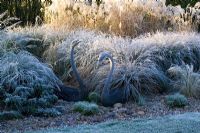 Bronze swans amongst the grasses border on a frosty morning in winter. 