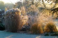 Grasses border backlit by winter sunlight on a frosty winter's morning. Molinia caerulea subsp. arundinacea 'Transparent' and Miscanthus sacchariflorus robustus