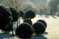 Holly clipped into standard topiary balls on a frosty morning in winter. Ilex aquifolium 'Siberia'. 