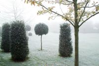 Standard topiary balls of holly - Ilex aquifolium 'Siberia' with pillars of yew - Taxus baccata on a frosty, foggy day in John Massey's garden