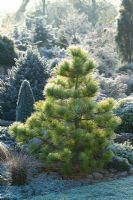 Pinus radiata 'Aurea' on a frosty morning in winter. Monterey pine