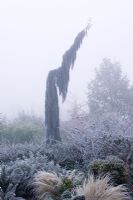 Sequoiadendron giganteum 'Pendulum' on a frosty, foggy morning