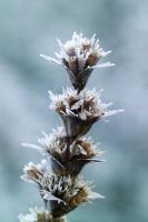 Seedheads of Morina longifolia rimed with frost