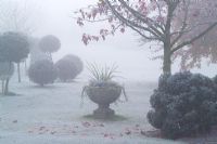 Frosty morning in John Massey's garden. Standard topiary balls of Ilex aquifolium 'Siberia'. Stone urn focal point