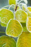 Cotinus coggygria 'Golden Spirit' syn. Rhus cotinus rimed with frost. 