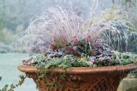 Winter container planting including Carex comans, skimmia and trailing ivy.