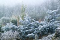 Abies concolor 'Violacea' - Silver fir in winter. Pruned to encourage spreading habit 