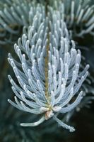 Hoar frost on the needle shaped leaves of Abies concolor 'Violacea' - Silver fir