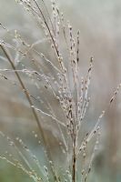 Molinia caerulea subsp. arundinacea 'Transparent'