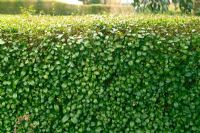 Privet hedge (Ligustrum ovalifolium)