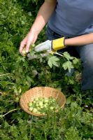Picking gooseberries 'Invicta', use of tough gardening gloves